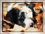 Liście, Piesek, Spojrzenie, Border collie